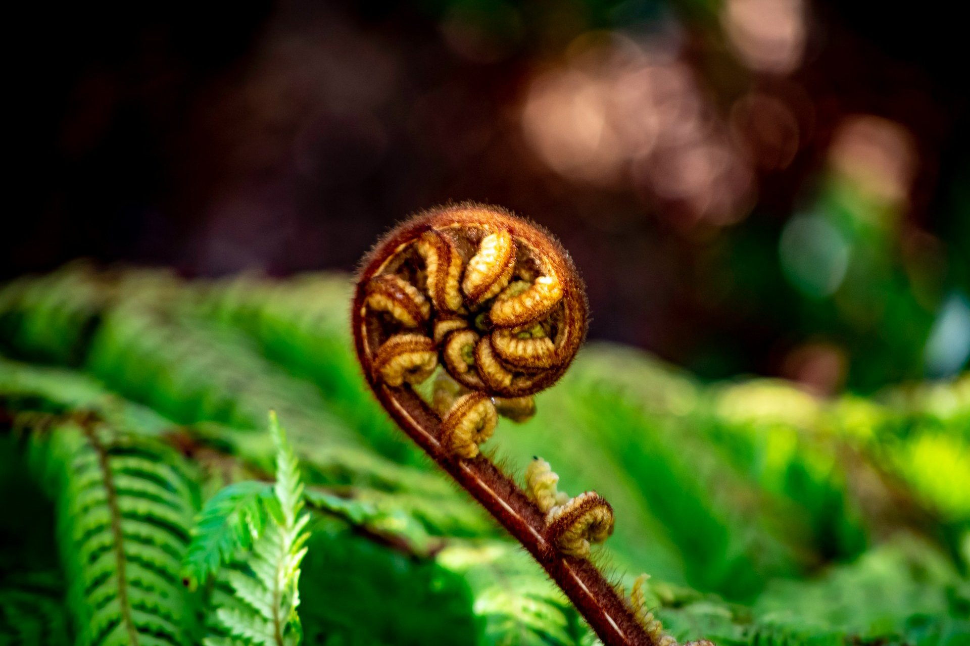 A fern frond is still tightly curled up in front of other fronds that have already spread open.