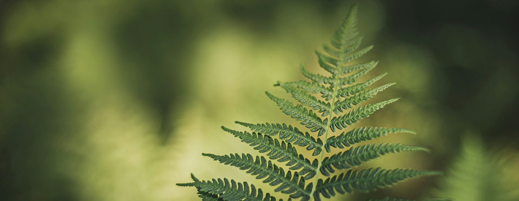 The tip of an open fern frond with a blurred background.