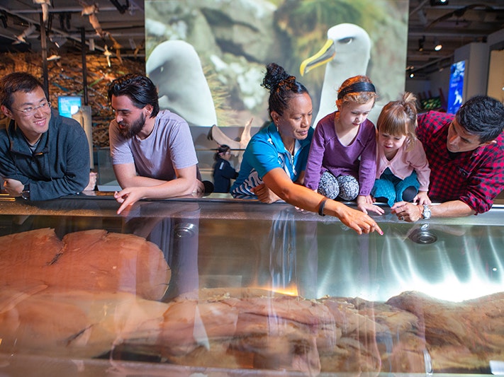 Te Papa Tours. Te Papa (219369) Four adults and two children are looking at the Colossal Squid in a case in a museum.