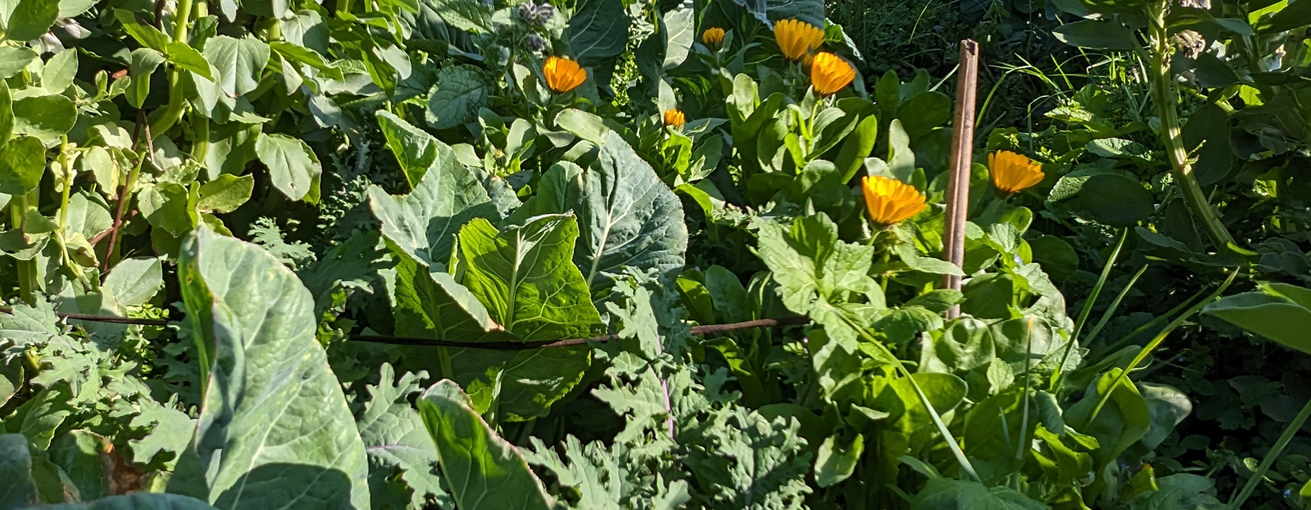 A vegetable garden with the top of a house visible in the background.