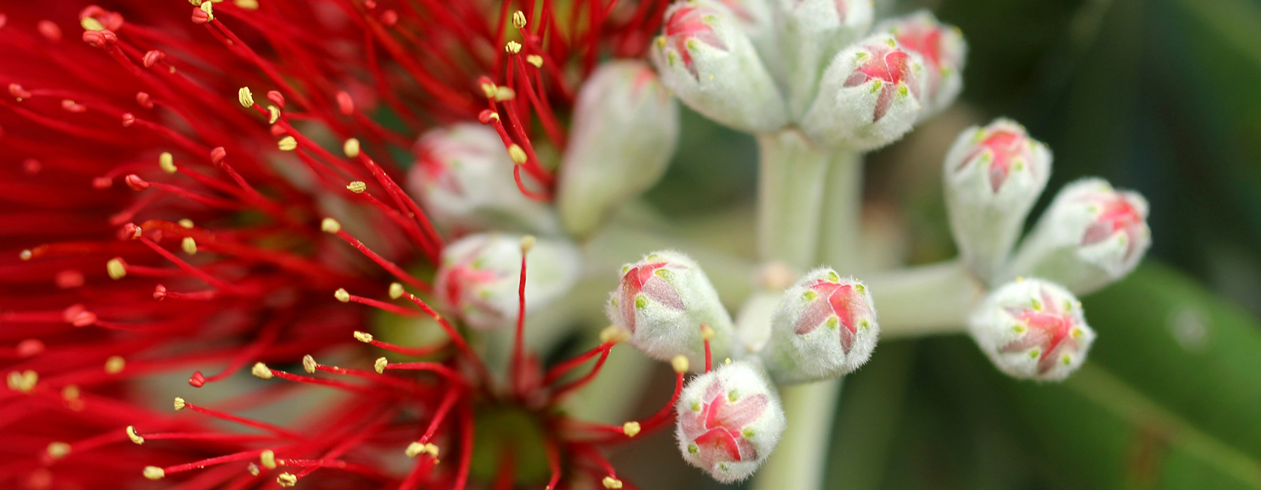 Close up of a Pōhutukawa flower and buds