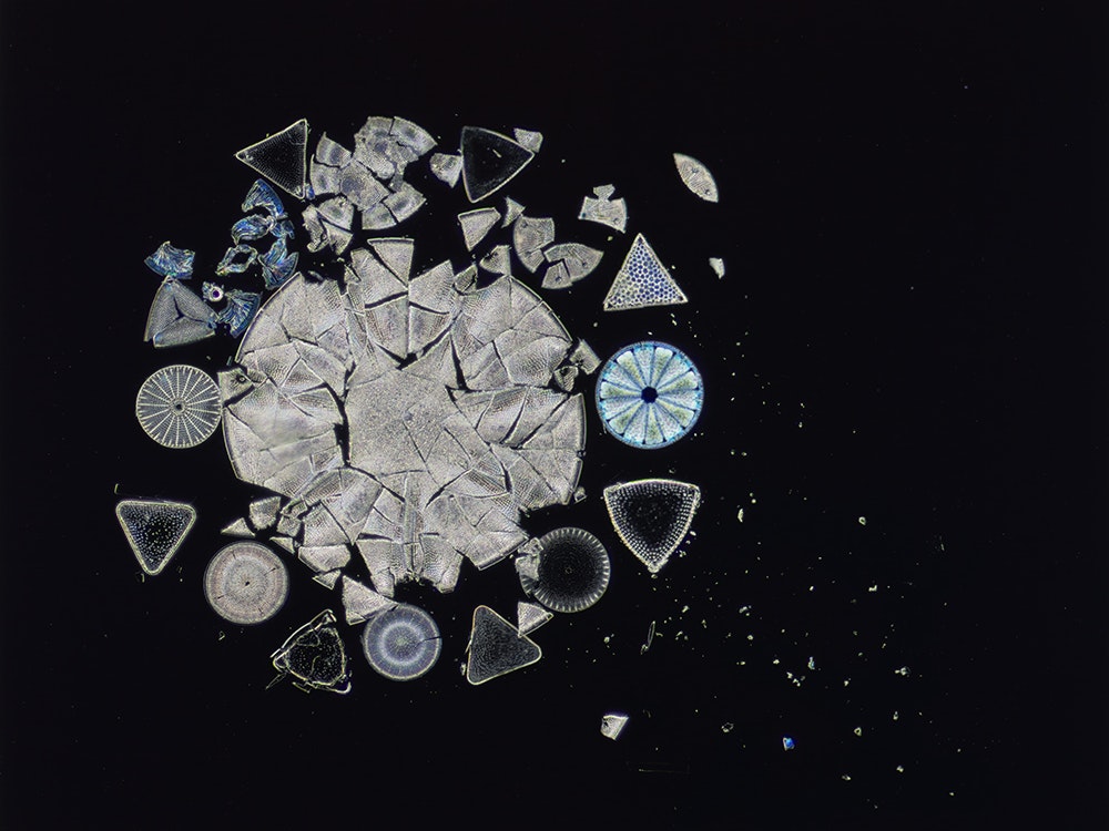 Wayne Barrar, Shattered arranged diatoms from '17 forms from Oamaru'. From a slide by Bernard Hartley, 1996, colour pigment print, 2014. Te Papa (O.049387). A black slide with a lot of round and triangular shapes in a group.