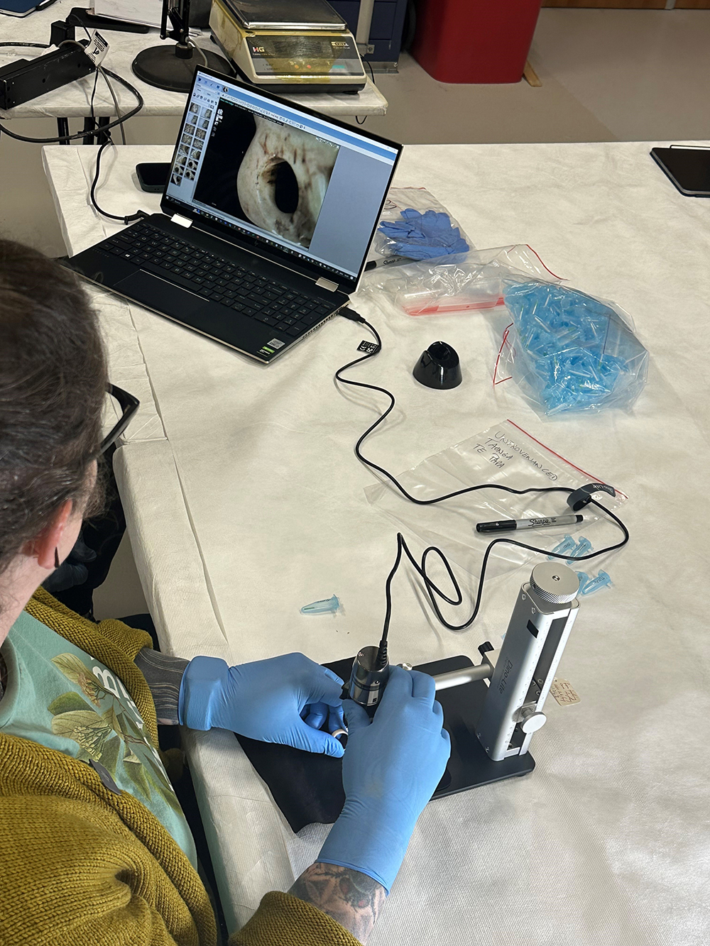 A person in blue conservator gloves is using technical equipment to look at a piece of whale bone