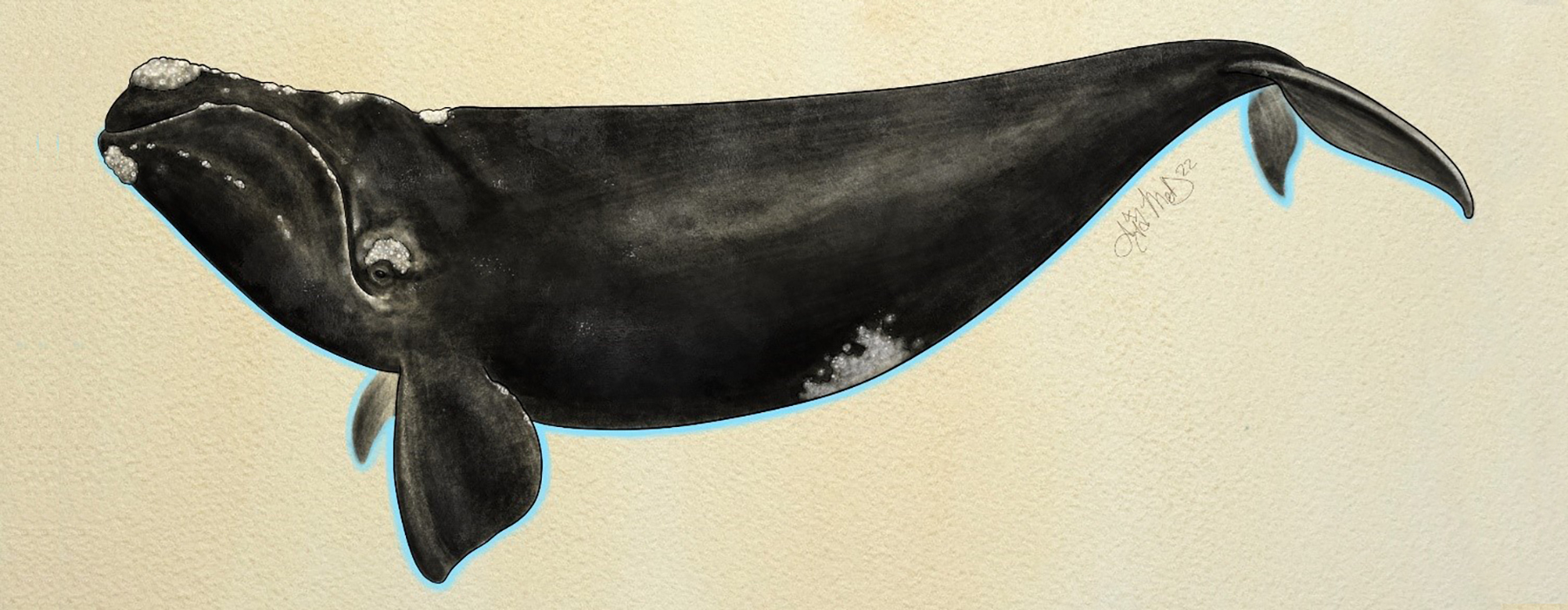 An illustration of a southern right whale with a glowing blue line under it.