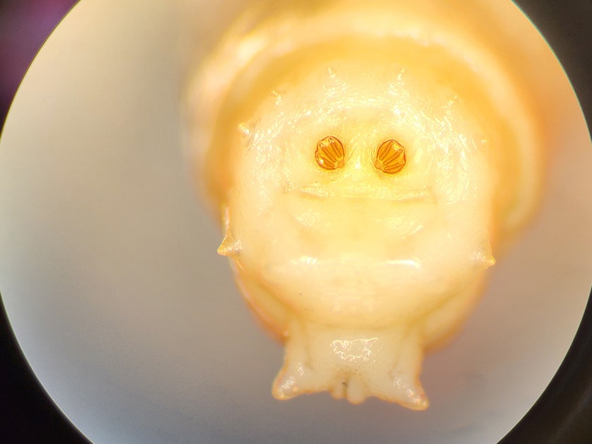 Identifying fly larvae looking at the spiracles (breathing openings) at the end of the maggots. Photo by Xenia Okeremi A close-up image of a larvae under a microscope