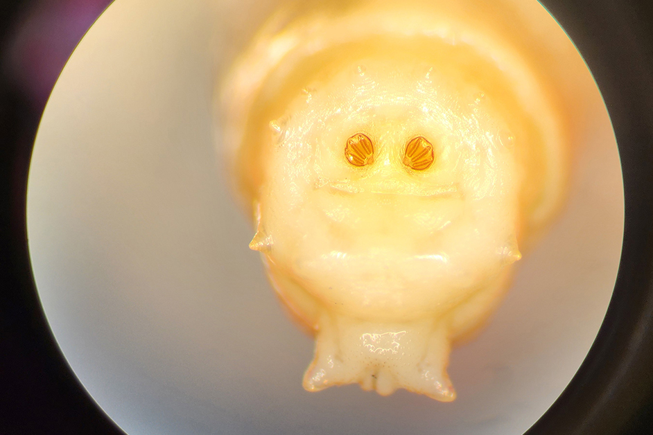 A close-up image of a larvae under a microscope