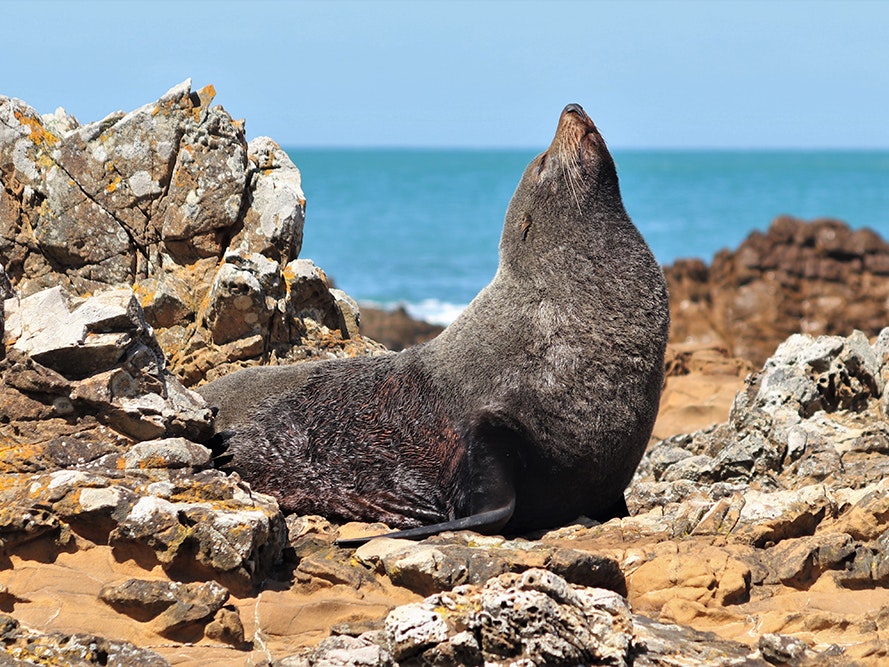 Kekeno | New Zealand fur seal in Island Bay. Photo by Michael Szabo A fur seal is sunbathing on rocks by the sea and has its head pointing to the sky.