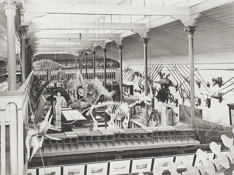 Interior of the Colonial Museum, Wellington, about 1900, photographer unknown, inkjet display print from original gelatin glass negative. Te Papa (MA_B.011506) A black and white photo showing a crowded high-ceiling room with lots of museum artefacts in it.