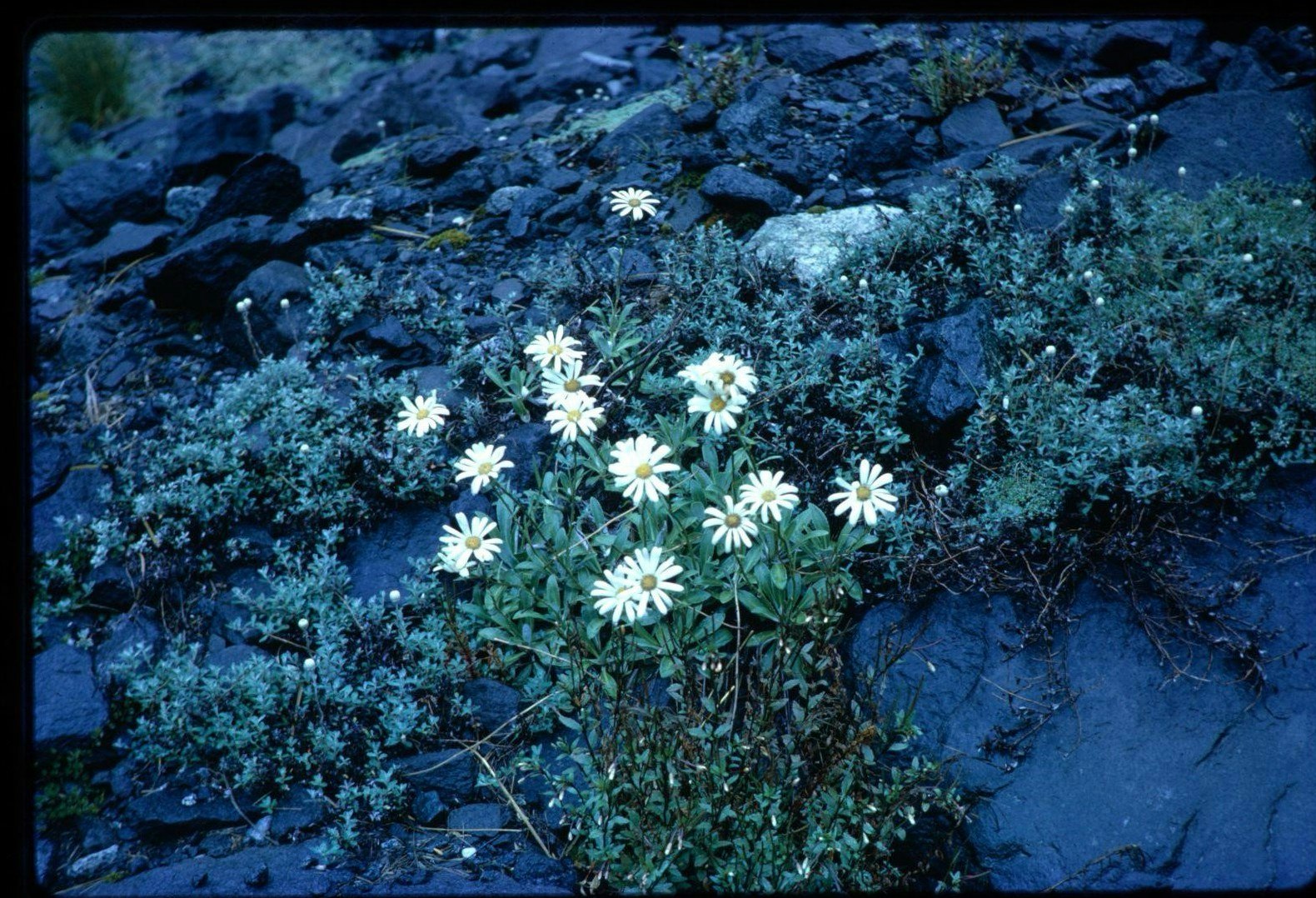 A clump of daisies on a green shrub on the side of a mountain,