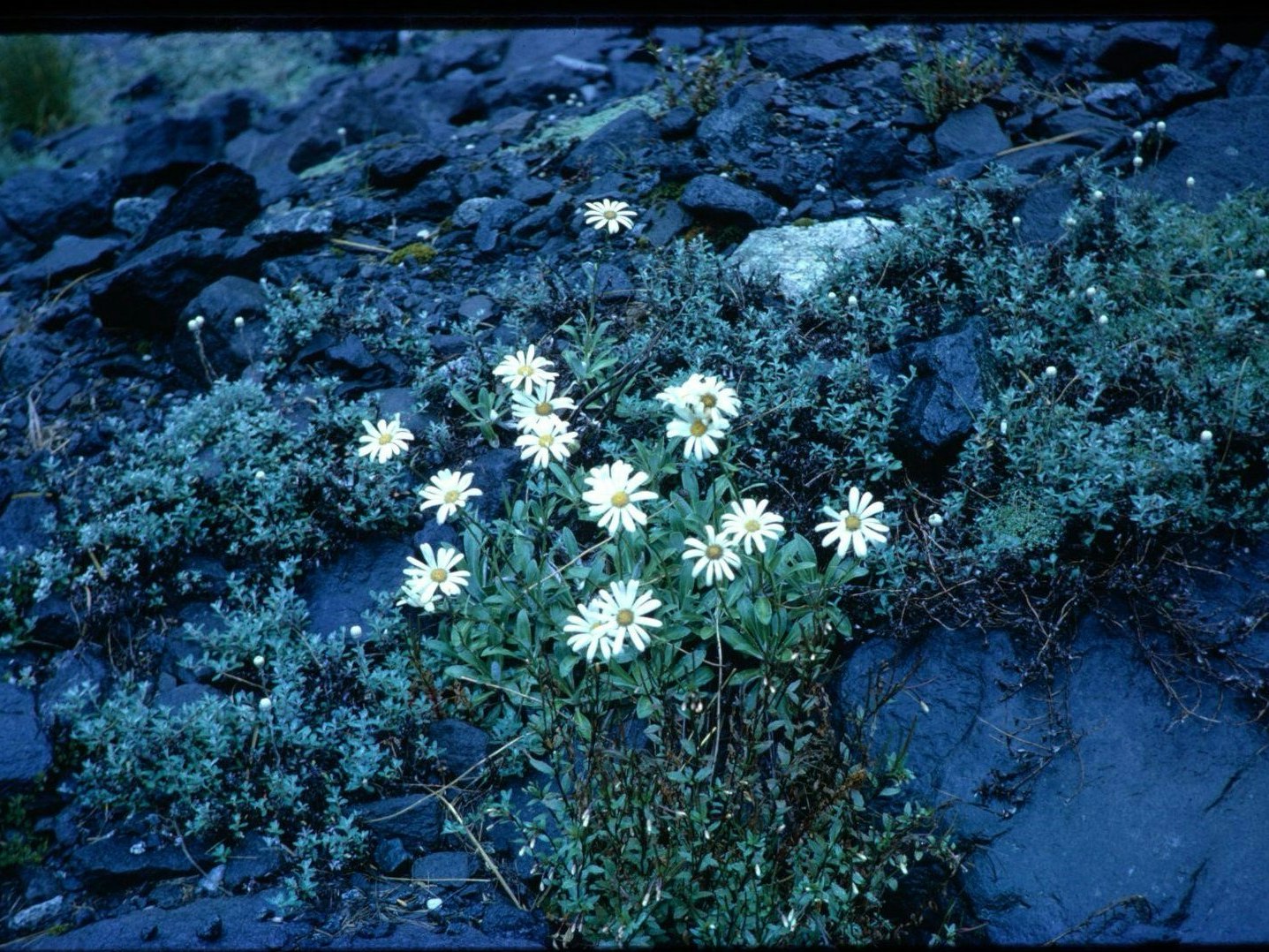 Photographic slide of Celmisia flowers, by Nancy Adams, Homer Meadow, Fiordland, 23 January 1962. Te Papa (CA000903/003/0018/0023) A clump of daisies on a green shrub on the side of a mountain,