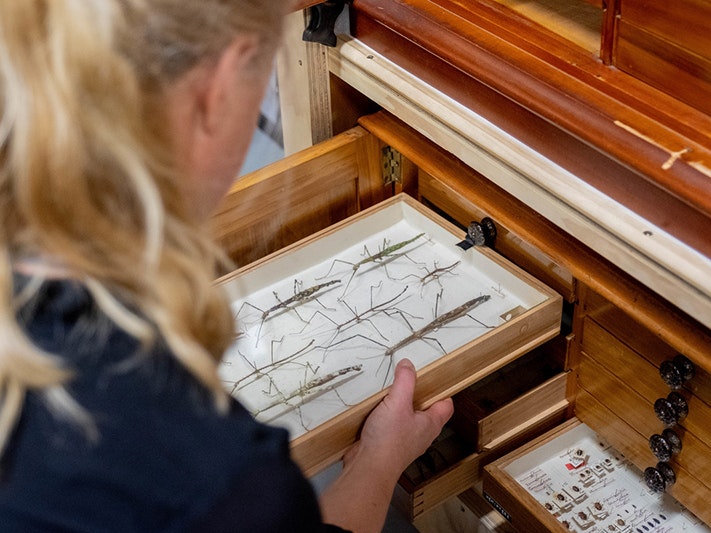 Julia Kasper looking at the Hudson Collection Photo over the shoulder of a blonde child looking at a drawer containing 7 stick insects.