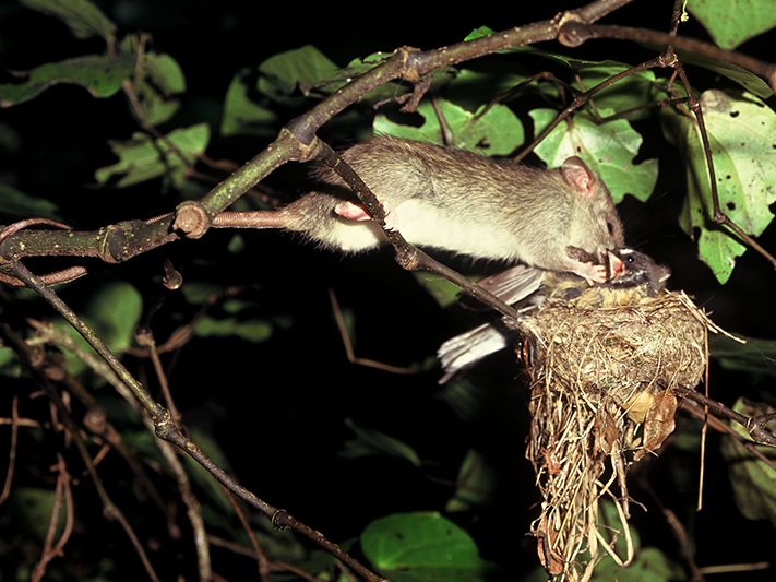 Photo by David Mudge. Courtesy of Ngā Manu Trust A rat in a tree attacking a bird in a nest at nighttime.