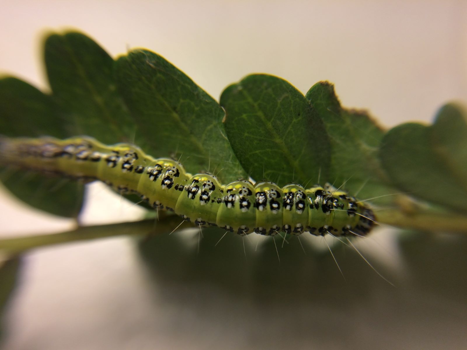 Kōwhai moth caterpillar crawling on leaves
