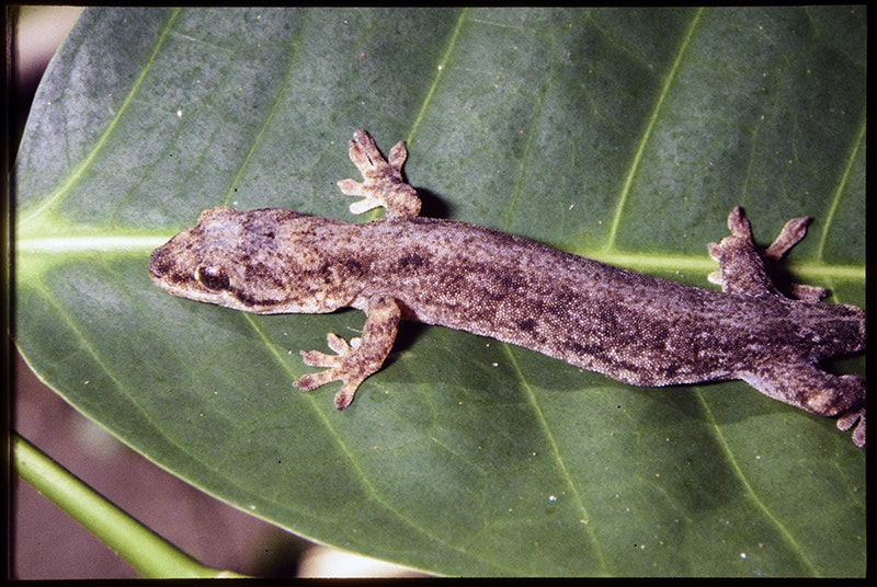 A photo of a live brown gecko on a wide green leaf.