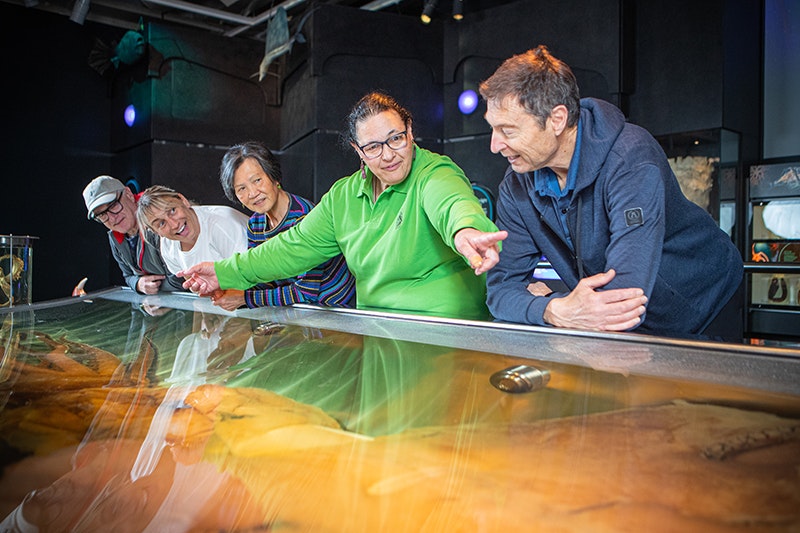 A woman in a green shirt has her arms stretched to show the length of the colossal squid in Te Papa. There are four people looking on.