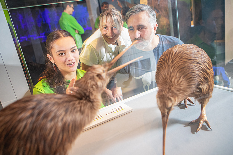 A woman in a green shirt is talking about two taxidermied kiwi in a case. There are two people looking on.