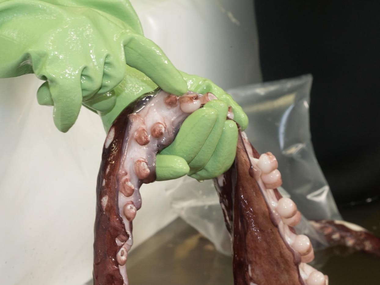 Aaron Boyd Evans counts colossal squid tentacles. Photo by Norm Heke. Te Papa A green-gloved hand is holding a large squid tentacle.