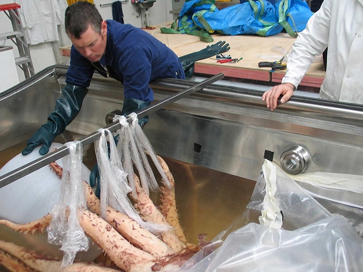 Mark Kent is preparing the mount template. Photo by Te Papa A man in blue overalls and gloves is handling a large squid in a larger tank.