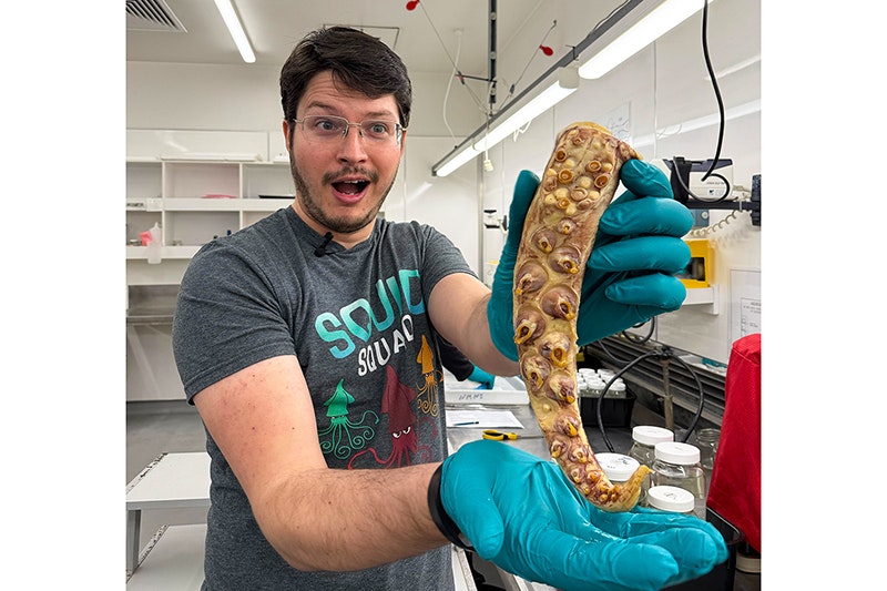 A person in a squid squad tshirt is wearing blue lab gloves and is holding a squid tentacle towards the camera.