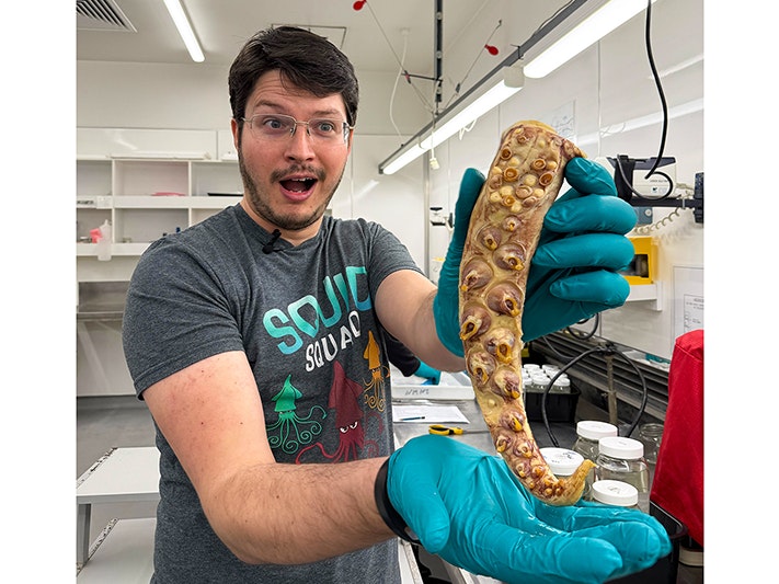 Kerry Walton holds a squid tentacle. Photo by Tia Nepia-Su'a. Te Papa A person in a squid squad tshirt is wearing blue lab gloves and is holding a squid tentacle towards the camera.