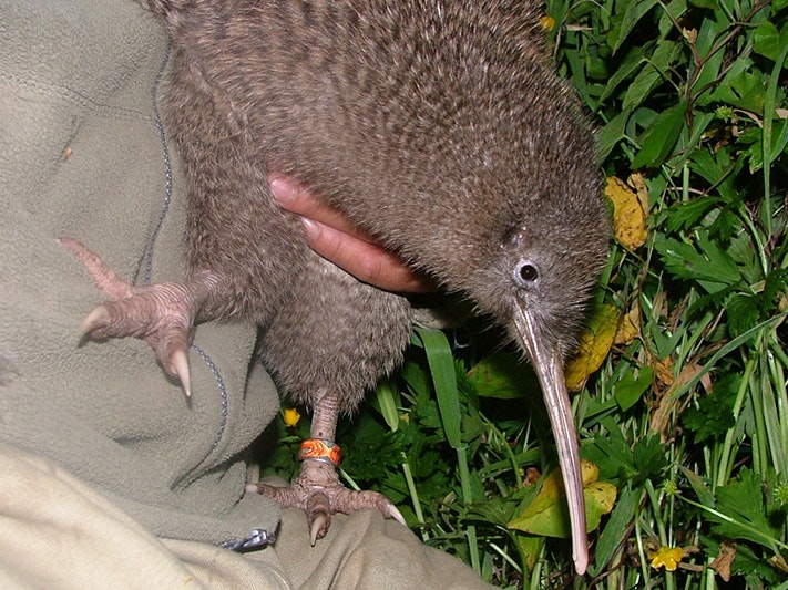 A male little spotted kiwi and rowi hybrid. This bird was moved to Allports Island with a female hybrid. Photo by and courtesy of Rogan Colbourne A kiwi bird is being held closely to a person by some grass.