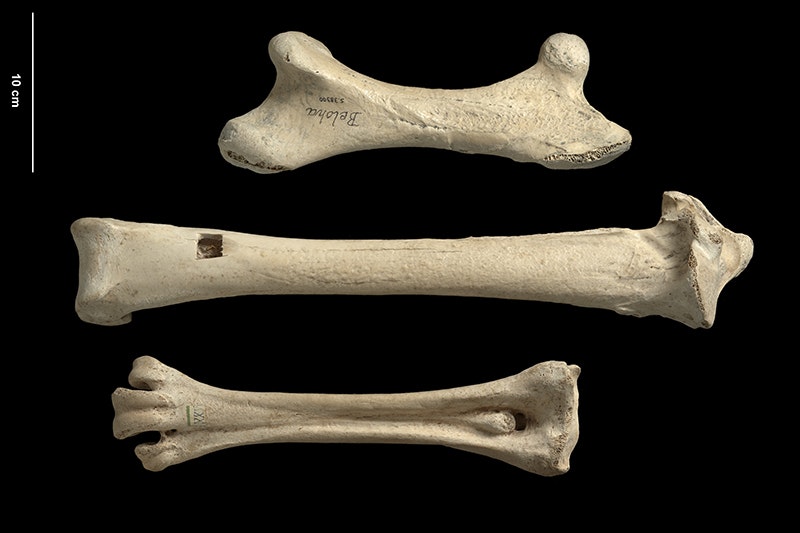 Three large bones on a black background. There is a size measurement indicator