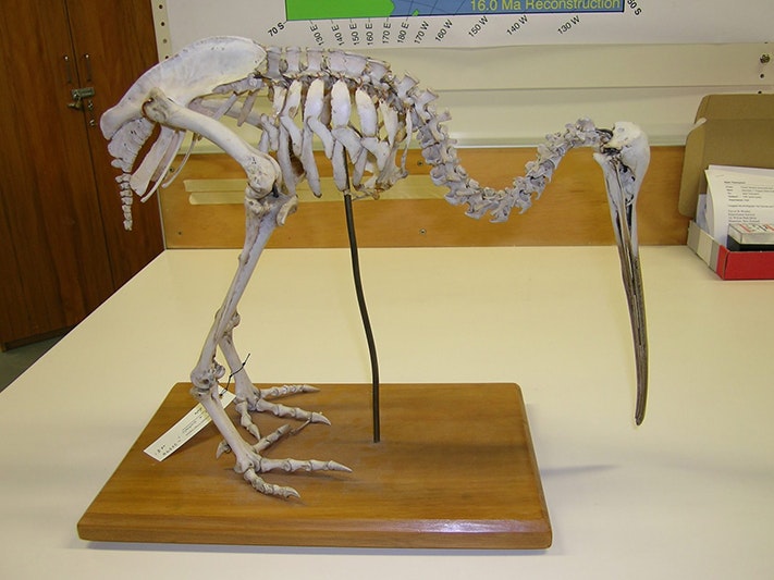 Articulated kiwi skeleton from Te Papa’s collection. Photo by Lara Shepherd A kiwi bird skeleton mounted on a plinth in a lab.
