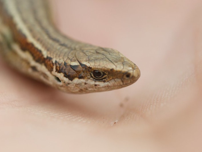 New Zealand Grass Skink (Oligosoma polychroma). Photo by Jon Sullivan. iNaturalist (CC BY) Close-up of a brown grass skink in someone's palm.