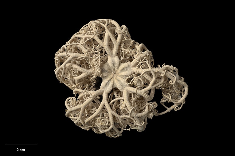 A dried starfish that has a lot of tendrils coming of each arm.