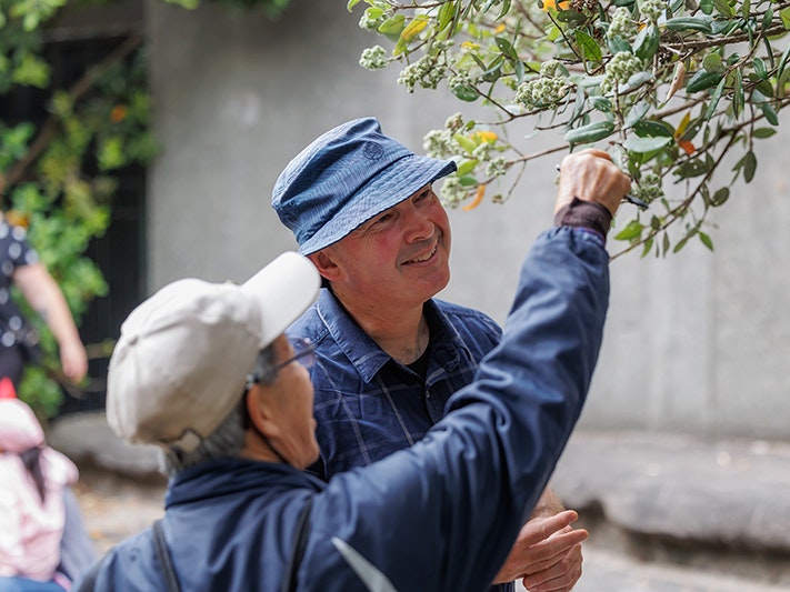 Raumati Whānau Day 2025, Photo by Jo Moore. Te Papa (257196) Two men are looking closely at the green leaves on the branches of a tall plant. One has his back to the camera and his arm extended to touch the leaf, the other faces the camera and is smiling at the part of the plant that is being touched.