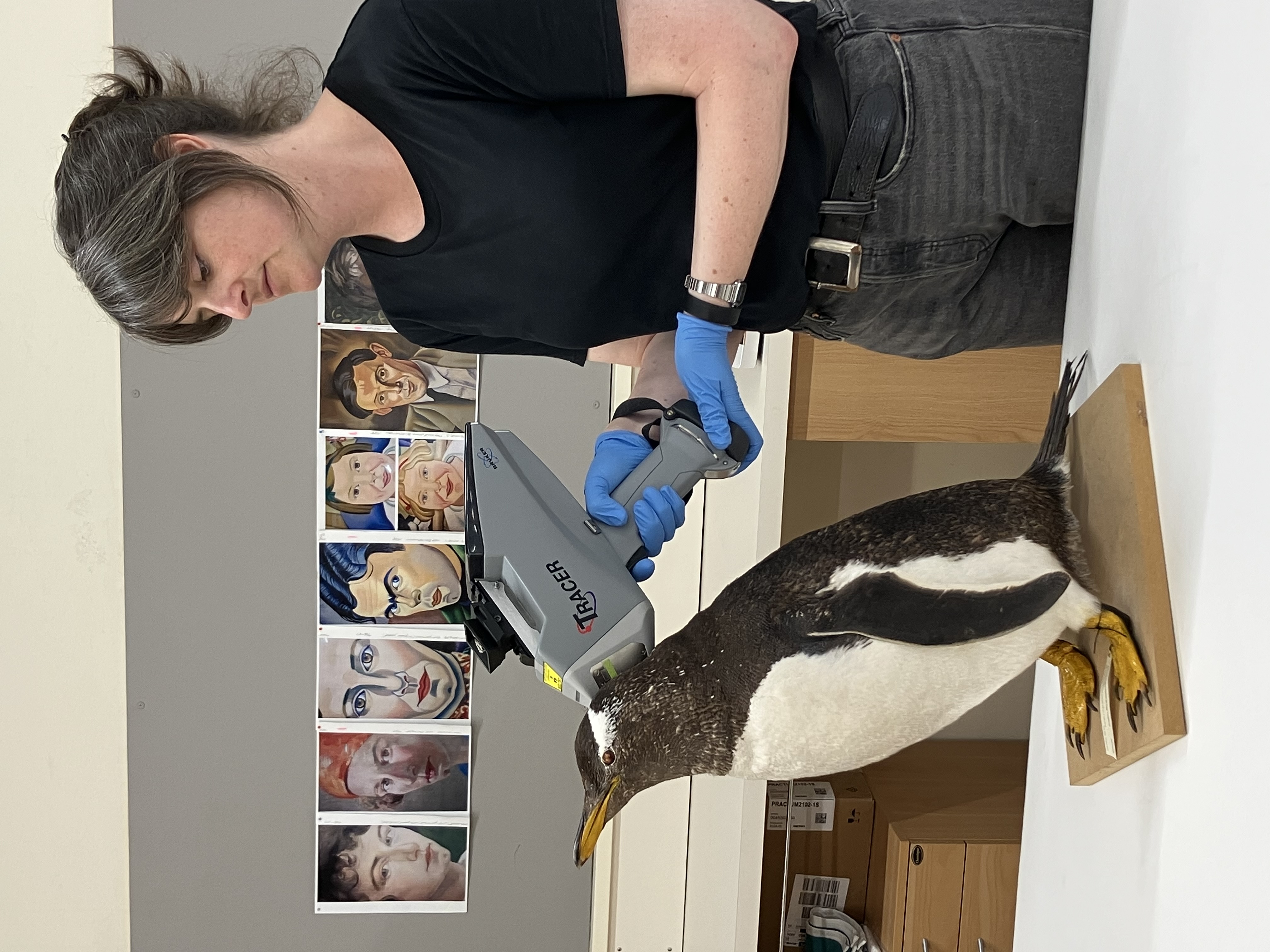 A technician holds a machine up to a penguin's head to take a reading