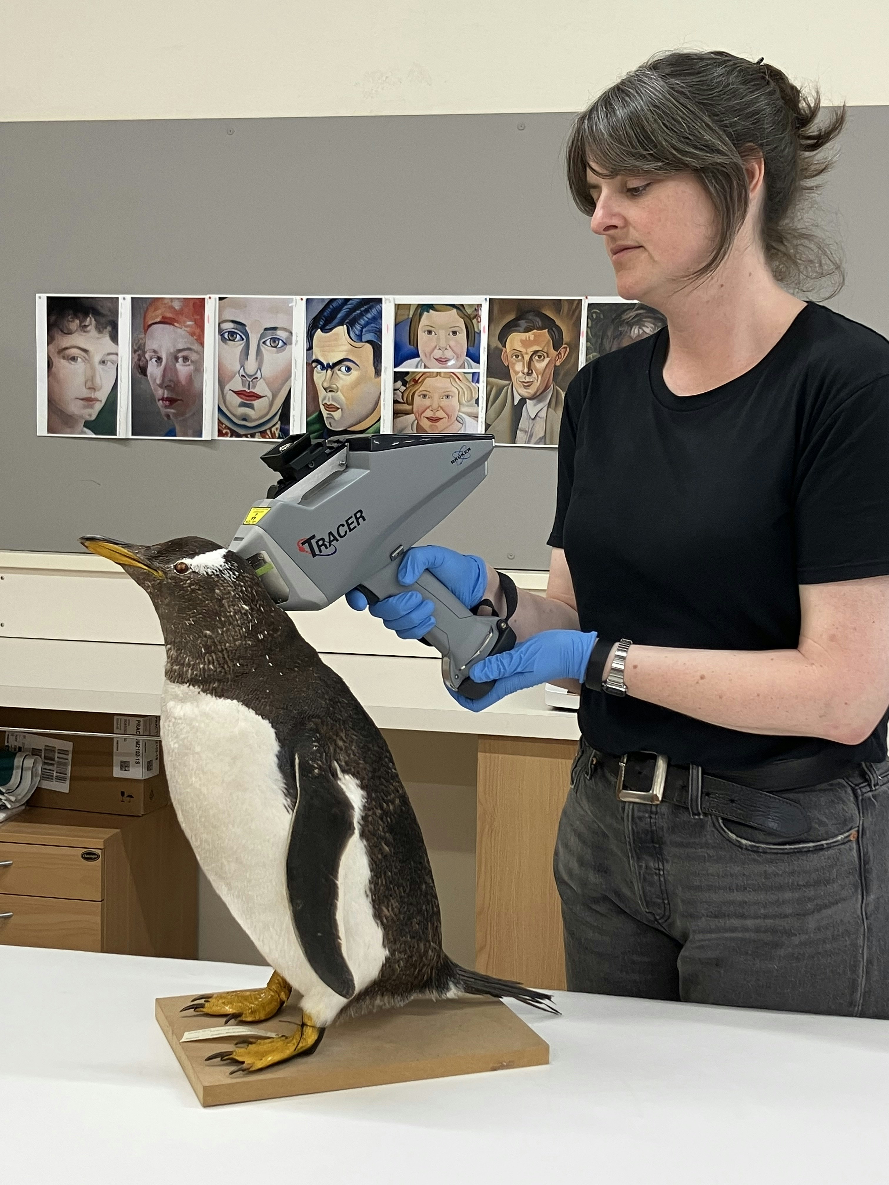 A technician holds a machine up to a penguin's head to take a reading
