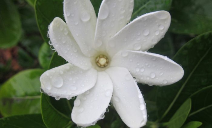 An  eight-leaved flower with white petals.