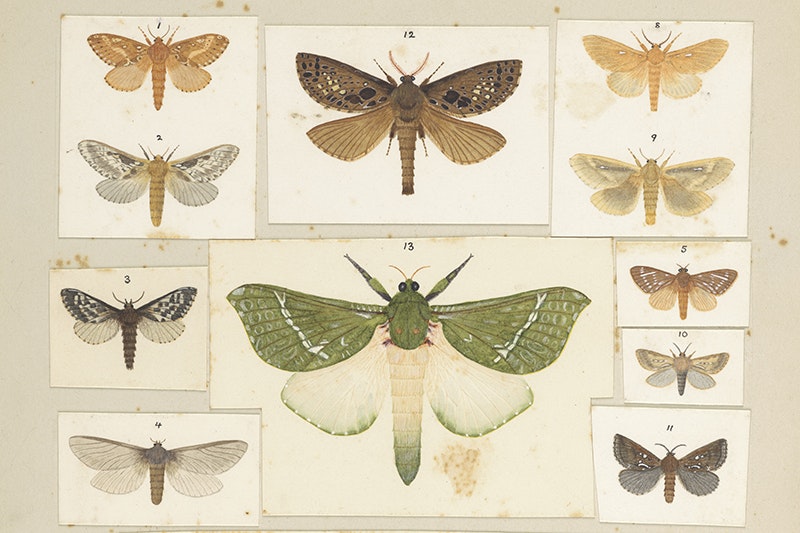 A spread of watercolour-painted moths on a beige card.