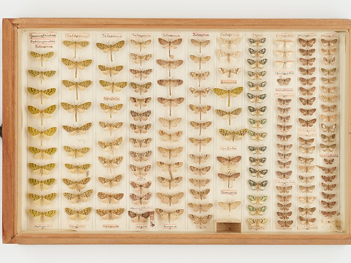 A moth drawer of the Hudson collection. Photo by JC Stahl Te Papa A wooden drawer of over 100 moths pinned in rows.