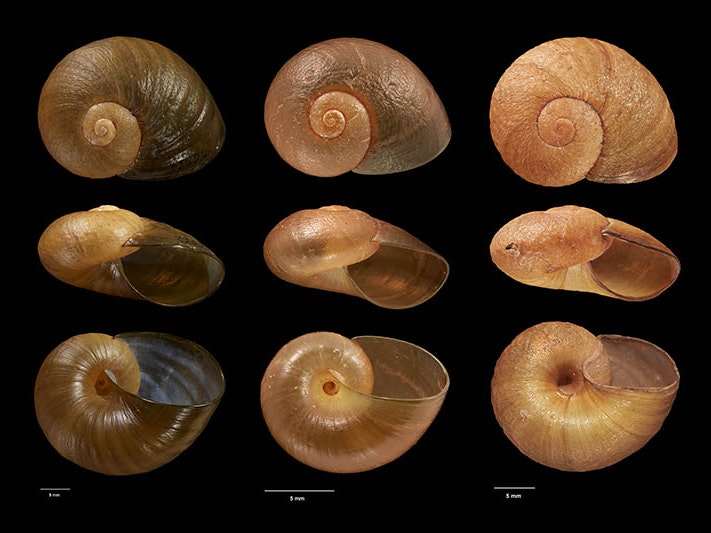 Three medium-sized carnivorous land-snails from the Abel Tasman National Park. Photo by Kerry Walton. Te Papa Nine snail shell images of three snails at different angles.