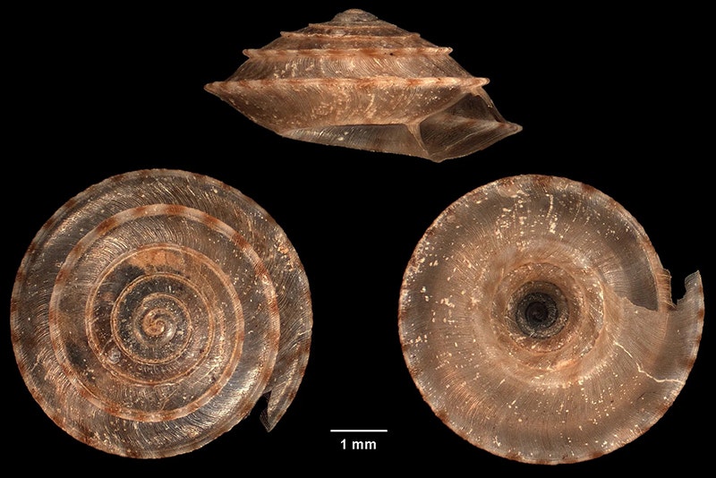 Three views of a spiral snail shell
