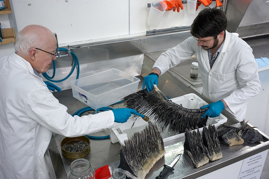 Two men in white lab coats and blue gloves are working with whale baleen on silver lab benches.
