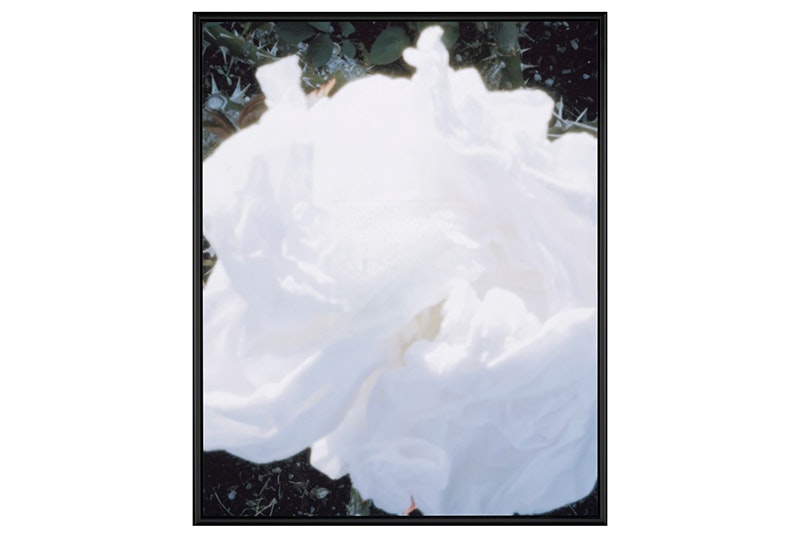 A blurry photograph of a white rose, or screwed up tissue on a green bush.