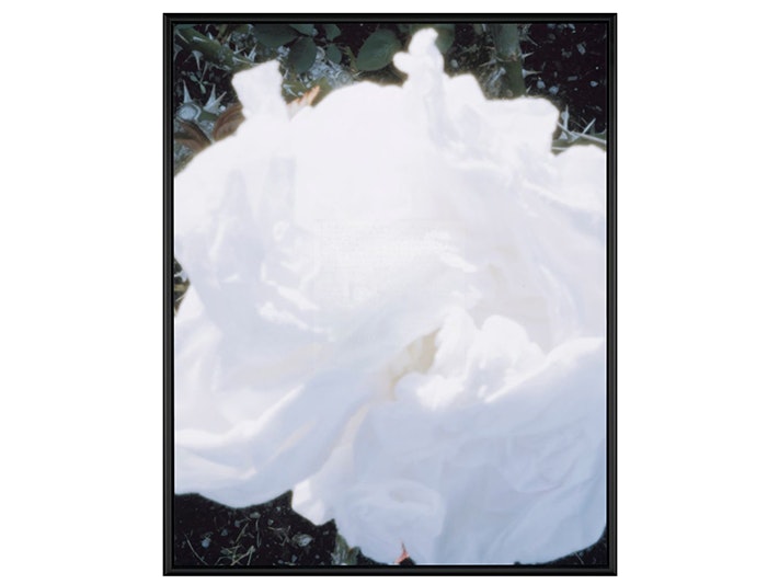 Conor Clarke, Ngāi Tahu iwi, Irish, Welsh, New Zealand, Parnell Rose Garden (described by Rhonda Comins) 2020. Chromogenic print with braille and audio track. Purchased 2024. Te Papa (2024-0025-1) A blurry photograph of a white rose, or screwed up tissue on a green bush.