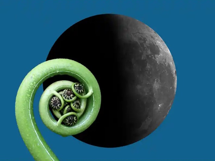 Image by Te Papa A green fern frond is in front of a full moon on a dark blue background.