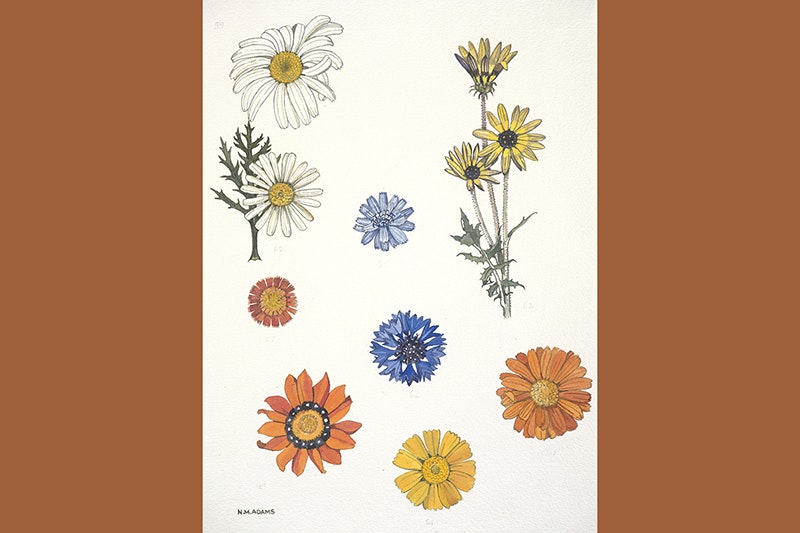 Nine painted flowers with flat petals on a cream board.