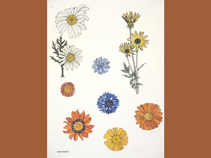 Watercolour illustration of the daisy (Compositae) family flowers, Plate 15 from 'Wild Flowers in New Zealand', 1970s, Wellington, by Nancy Adams CBE. Purchased 2007. © Te Papa. CC BY 4.0. Te Papa (CA000888/021/0001) Nine painted flowers with flat petals on a cream board.