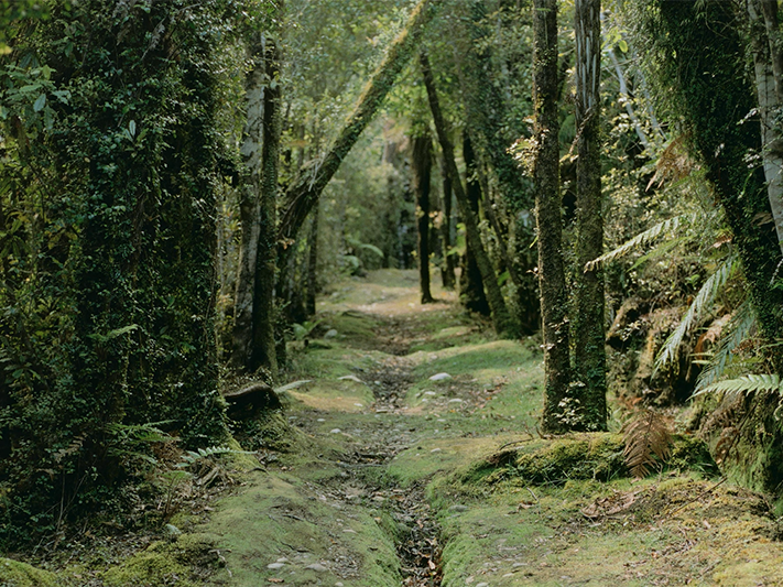 Still from Caroline McQuarrie video, Slow Burn 2026. Te Papa A view of a grassy path through a forest of trees and ferns.