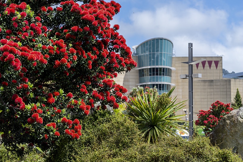 A red flowering pohutukawa tree is in the foreground and Te Papa Museum is in the background on a sunny day.