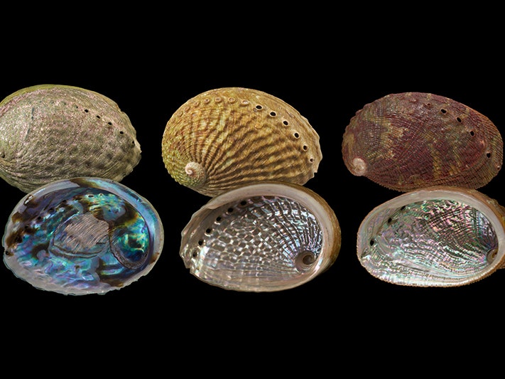 Composite photo of black-foot (left), yellow-foot (centre), and virgin pāua (right). Photos by Jean-Claude Stahl, Melissa Irving, Kerry Walton. Te Papa CC BY-SA Three types of shells on a black background. There are front and back views of all three.