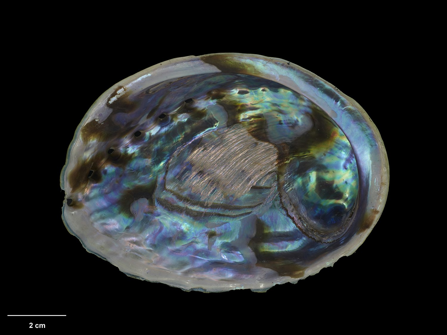 A pāua shell on a black background