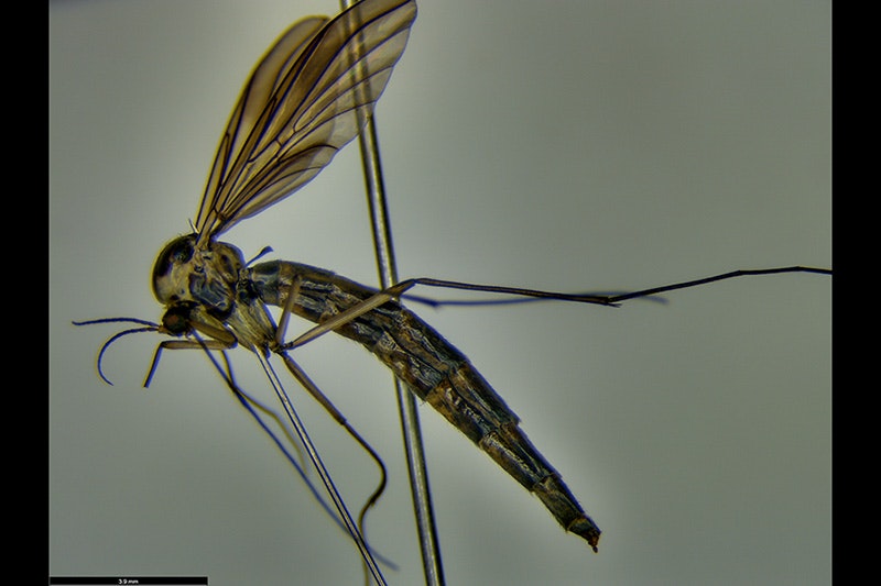 An insect with wings and a pin through it.