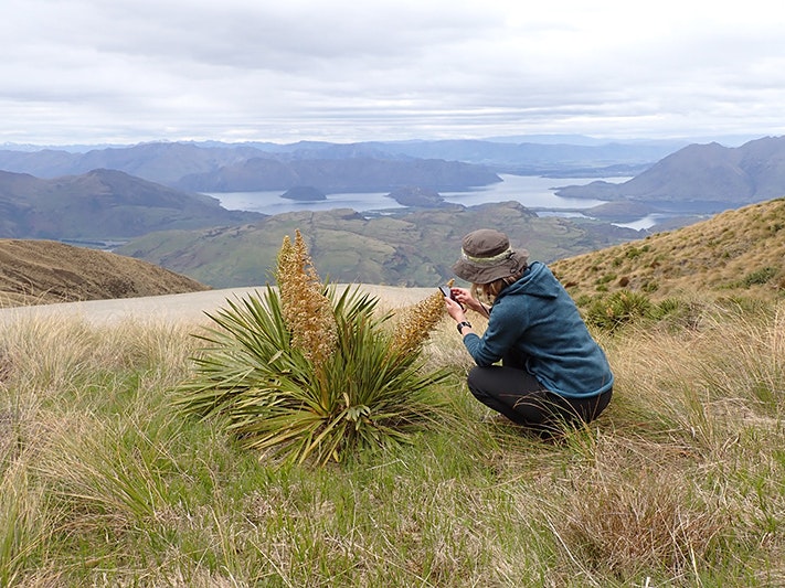 Aciphylla ‘lomond’, Treble Cone skifield. Photo by Leon Perrie. Te Papa A person is crouched down investigating a spiky plant on top of a mountain.