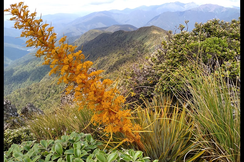 An orang spiky plant on top of a mountain. It is leaning to the left.
